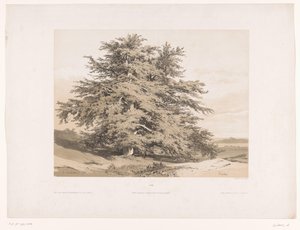 Maisema setripuiden kanssa Cedres (otsikko esineessä) tekijältä Alexandre Calame