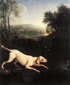 Ludvig XIV:n koira, Tane