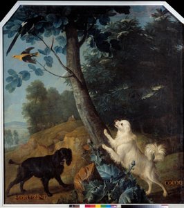 Merluzine ja Cocoq, Ludvig XIV:n (1638-1715) koirat. Francois Desportesin (1661-1743) maalaus tekijältä Alexandre Francois Desportes