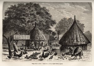 Village Diour talvella (Sudan) ja asukkaiden päivittäiset toimet yhteisön kasvattamien eläinten keskellä, kaiverrus A. de Barin piirustuksen jälkeen, havainnollistaen matkaa Afrikan sydämeen vuosina 1868-1871, Dr. Georges Schweinfurt