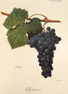 A. Kreyderin Aglianico-rypäle tekijältä Alexis Kreyder
