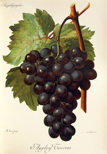 Appley Towers -rypäle. Kuvitus A. Kreyder., Pessione, Traite General de Viticulture. Ampelografia tekijältä Alexis Kreyder