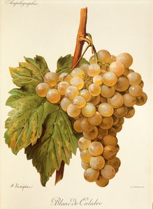 Blanc de Calabria -rypäle, kirjoittanut A. Kreyder tekijältä Alexis Kreyder