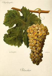 Blanchier rypäle, kirjoittanut A. Kreyder