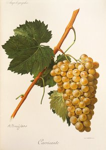 A Kreyderin Carricante-rypäle tekijältä Alexis Kreyder