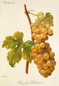 A. Kreyderin Chasselas Duhamel -rypäle tekijältä Alexis Kreyder