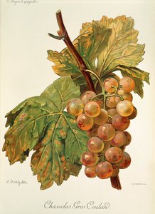 A. Kreyderin Chasselas Gros Coulard -rypäle tekijältä Alexis Kreyder