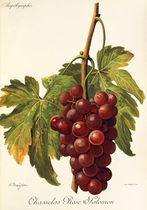 A. Kreyderin Chasselas Rose Salomon -rypäle