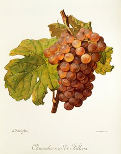 A. Kreyderin Chasselas Rose de Falloux -rypäle tekijältä Alexis Kreyder