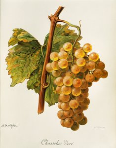 A. Kreyderin Chasselas kultainen rypäle