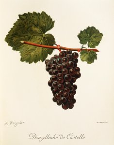 A. Kreyderin Donzellinho do Castello -rypäle tekijältä Alexis Kreyder