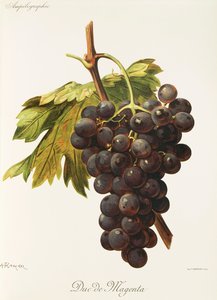A. Kreyderin Duc de Magenta -rypäle tekijältä Alexis Kreyder