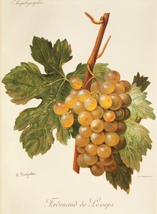A. Kreyderin Ferdinand de Lesseps -rypäle