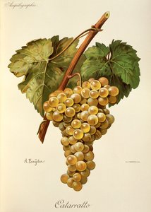 A. Kreyderin Fiano-rypäle tekijältä Alexis Kreyder