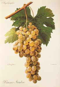 A. Kreyderin Himenes Jumbon -rypäle