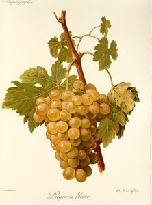 A. Kreyderin Lignan Blanc -rypäle tekijältä Alexis Kreyder