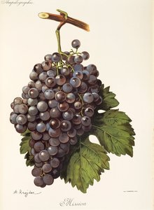 Mission grape by A. Kreyder tekijältä Alexis Kreyder