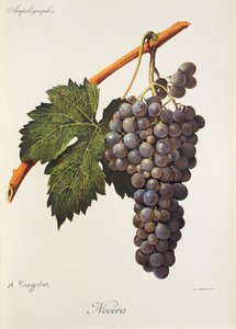 A. Kreyderin Nocera-rypäle tekijältä Alexis Kreyder