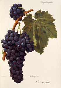 A. Kreiterin Oriou Gris -rypäle tekijältä Alexis Kreyder