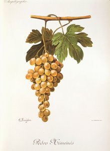 A. Kreyderin Pedro Mimenes-rypäle tekijältä Alexis Kreyder