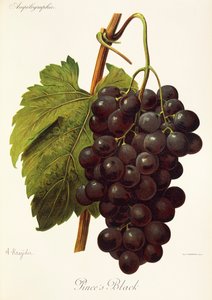 A. Kreyderin Pince