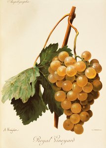 A. Kreyderin Royal Vineyard -rypäle tekijältä Alexis Kreyder