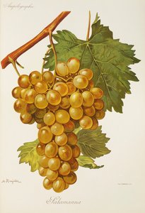 A. Kreyderin salamanna-rypäle