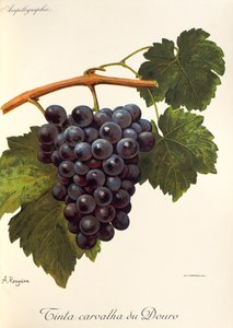 A. Kreyderin Carvalha du Douro -rypälemaali tekijältä Alexis Kreyder