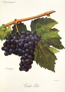 A. Kreyderin Tinto Cao -rypäle tekijältä Alexis Kreyder