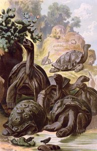 Jättikilpikonnat Galapagossaarilta, luonnonhistoriakirjasta, 1887