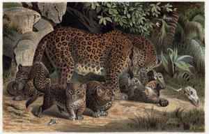 Panthere ja sen poikaset - Panthera, teoksesta "Brehm
