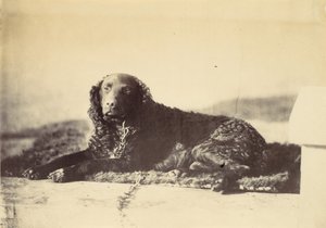Pietari, 1860.