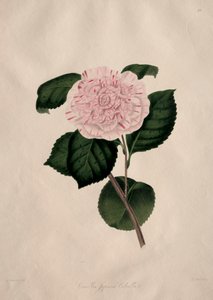 Kuvituksia ja kuvauksia...Camellieae-luonnonjärjestyksestä: N:o 41. tekijältä Alfred Chandler