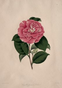 Kuvituksia ja kuvauksia...Camellieae-luonnonjärjestyksestä: N:o 44. tekijältä Alfred Chandler
