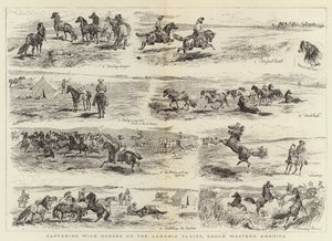 Villihevosten vangitseminen Laramie Plainsilla, Luoteis-Amerikassa