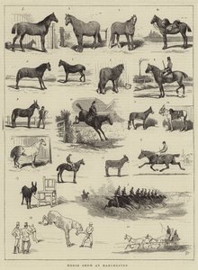 Hevosnäyttely Manchesterissa tekijältä Alfred Chantrey Corbould