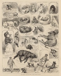 Kennelliiton koiranäyttely Crystal Palacessa tekijältä Alfred Chantrey Corbould