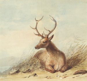 Hirvi, Kalliovuoret, n. 1837 (lyijykynä, kynä ja muste ja akvarelli paperille) tekijältä Alfred Jacob Miller