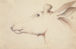 Hirvi. noin 1837 (piirustus) tekijältä Alfred Jacob Miller