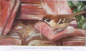 Puun varpunen rakentamassa pesää, kuvitus British Birdsista, Kirkman und Jourdain, 1966