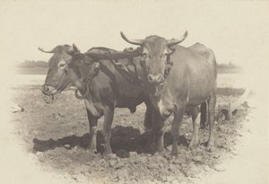  tekijältä Alfred Stieglitz