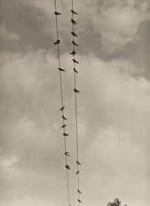 Linnut tekijältä Alfred Stieglitz