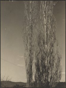 [Kuolevat poppelit, Lake George] tekijältä Alfred Stieglitz