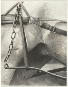 Vastaava henkinen Amerikka tekijältä Alfred Stieglitz