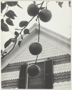 Gable ja omenat tekijältä Alfred Stieglitz