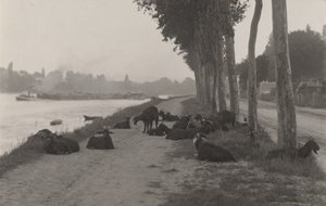 Vuohia Pariisin ulkopuolella tekijältä Alfred Stieglitz