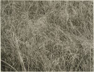 Ruoho tekijältä Alfred Stieglitz