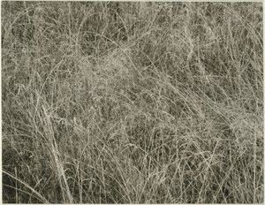 Grass, 1933. tekijältä Alfred Stieglitz