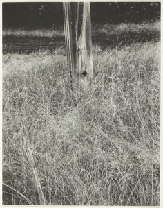 Ruoho ja lipputanko, 1933. tekijältä Alfred Stieglitz