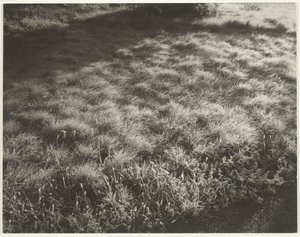 Ruoho ja huurre, 1934. tekijältä Alfred Stieglitz